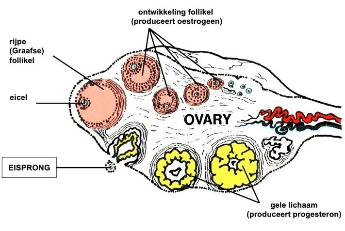 hoe werkt de vrouwelijke cyclus eierstok